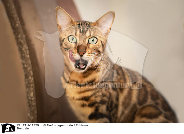 Bengale / Bengal Cat / TAH-01320
