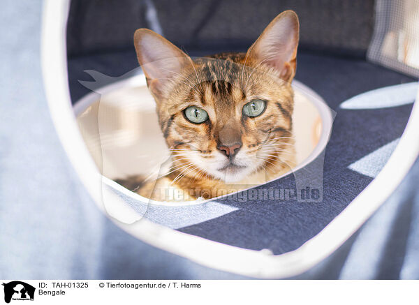 Bengale / Bengal Cat / TAH-01325
