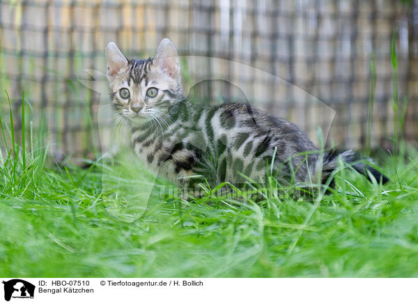 Bengal Ktzchen / HBO-07510