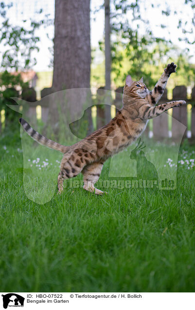 Bengale im Garten / Bengal cat in the garden / HBO-07522