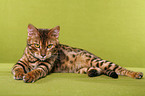 Bengal Katze