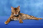 Bengal Katze