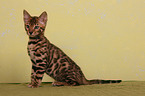 Bengal Katze