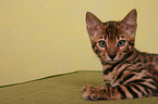 Bengal Katze