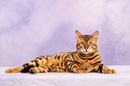 liegende Bengal-Katze