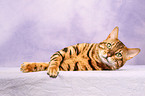 liegende Bengal-Katze