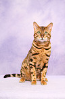 sitzende Bengal-Katze