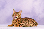 liegende Bengal-Katze