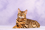 liegende Bengal-Katze