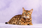 liegende Bengal-Katze