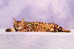 liegende Bengal-Katze