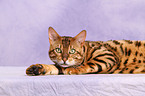 liegende Bengal-Katze