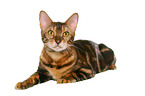 liegende Bengal-Katze