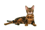 liegende Bengal-Katze