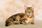 liegende Bengal-Katze