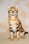 sitzende Bengal-Katze