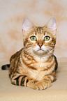 liegende Bengal-Katze