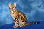 sitzende Bengal-Katze