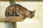 liegende Bengal Katze