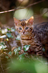 Bengal Ktzchen