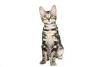 sitzende Bengal Katze