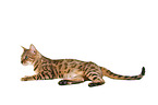 liegende Bengal Katze