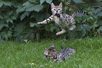 Bengal Ktzchen