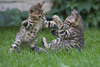 Bengal Ktzchen