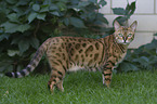 Bengal Katze