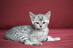Bengal Ktzchen