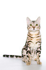 sitzende Bengal Katze