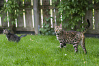 Bengalen