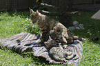 Bengalen