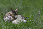 Bengalen