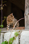 Bengal Katze