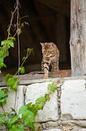 Bengal Katze