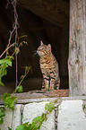 Bengal Katze