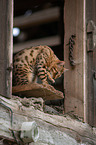 Bengal Katze