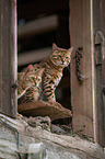 Bengal Katze