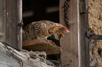 Bengal Katze