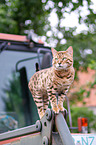 Bengal Katze