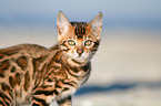 Bengal Katze Portrait