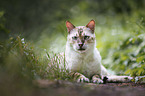 liegende Bengal Katze