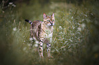 stehende Bengal Katze
