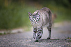 laufende Bengal Katze