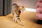 laufende Bengal-Katze