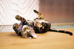 spielende Bengal-Katze