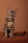 sitzende Bengal-Katze