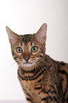 Bengal-Katze Portrait