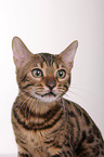 Bengal-Katze Portrait